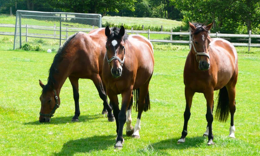 Ponyhof Naeve Am Wittensee Gross Wittensee Exteriér fotografie